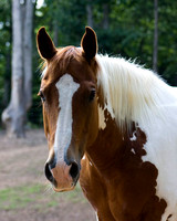 Horses - 2009