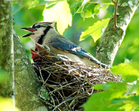 Blue Jay Babies - From eggs to first flight